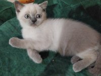 Diyarbakır içi dişi british blue point 3 aylık