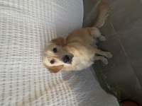 8 AYLIK ERKEK GOLDEN RETRİEVER
