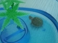 Bebek Kırmızı Yanak Su Kaplumbağaları