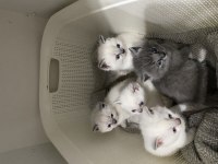 Erkek 3 adet beyaz yavru british shorthair