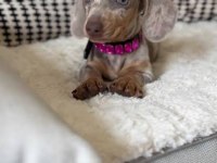 Bri Çok Seçenek İle Dachshund Bebeklerimiz