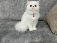 Exotic Longhair Dişi Yavru