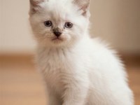 Erkek Blue Point Sevimli Bebek Kedimiz