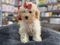 Mini -Teacup Poodle