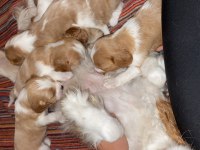 Cavalier king charles