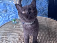 British shorthair nadir bulunan chocolate erkek yavru