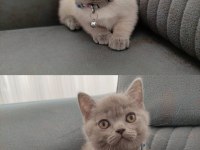 53 günlük british shorthair yavrularımız yuvasını arıyor