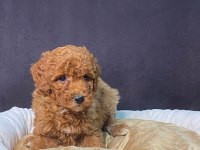 BURKEM DEN POODLE