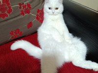 Dünyalar güzeli british shorthair odd eyes sütlacım