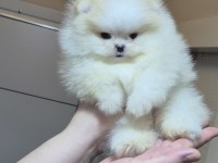 ÜST KALİTE MİNİBOY POMERANİAN BOO ERKEK