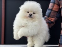 Ankarada ziyarete açık teddy face pomeranian yavrular