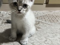 Son Kalan British Shorthair Yavrumuz