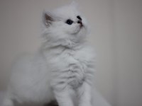 British longhair safkan