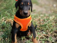 EUROPAN TYPE DOBERMAN YAVRULAR