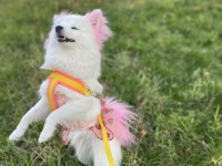 Pomeranian Tilki Surat