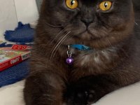 Siyah british shorthair zor bulunur