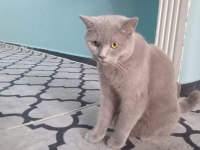 2 yaşında british shorthair sahiplendirme