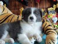 Safkan border collie yavruları