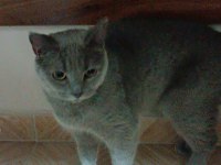 Acil satılık british shorthair