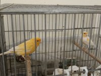 ÇİFT AL MOZAİK VE MOZAİK