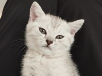Silver güzellik british shorthair kedimiz