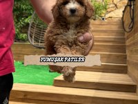 Toy Poodle Yavrumuz
