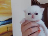 Persian bebeklerimiz