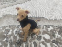 Tarçın evcil chihuahua