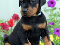Sağlık Ve Irk Garanti Doberman