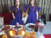 13 aylık pomeranian