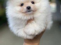 Görenin Aşık Olduğu Bembeyaz Pomeranian Boo
