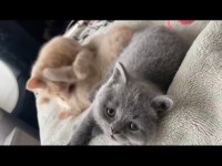 2 aylık orjinal british shorthair yavrularımız