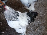 Brahma horoz ve tavuk