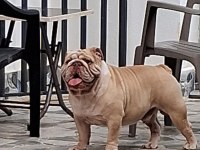 PREMİUM EGZOTİK İNGİLİZ BULLDOG ÖZEL DOST