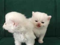 baba secereli safkan british shorthair yavrular