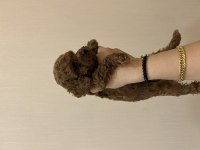 Toy poodle 38 günlük