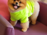 Efsane 1.5 yaşında pomeranian erkek izmir
