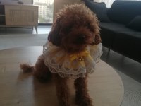 Toy poodle köpeğimiz