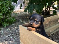 Dişi Rottweiler Köpeği
