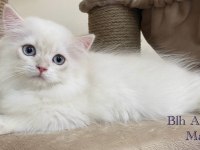 Saf Kan British Longhair