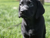Üst Kalite Labrador Retriever Yavruları Muhteşem Formda