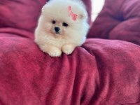 Oyuncak gibi mini boy erkek ve dişi pomeranian yavrular