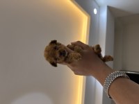IRKI NİN EN KÜÇÜĞÜ MİKRO POODLE YAVRU