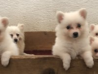 Spitz pomeranian bebekler