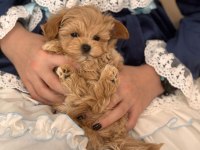 Kore Maltipoo