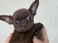 Çikolata Prenses Chihuahua