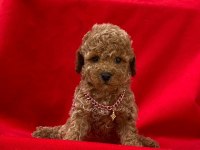 Safkan ve ırk garantili poodle yavrularımız
