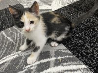 GEBZEDE YAVRU KEDİMİZ