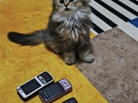 Scottish fold longhair