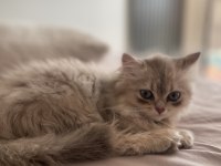 Yavru 2.5 ay british longhair